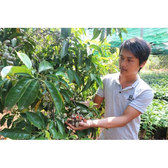 Cây giống Dổi ghép .