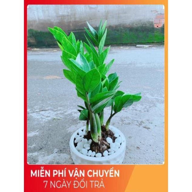 Chậu Kim Tiền