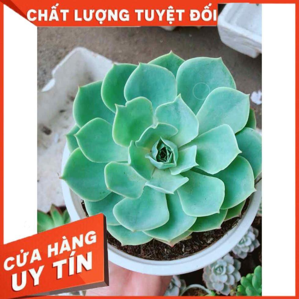 Sen đá xanh đất Nhiều Người Mua