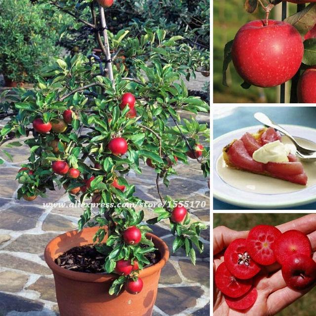 CÂY Giống Táo Đỏ Lùn - cây giống nhập khẩu