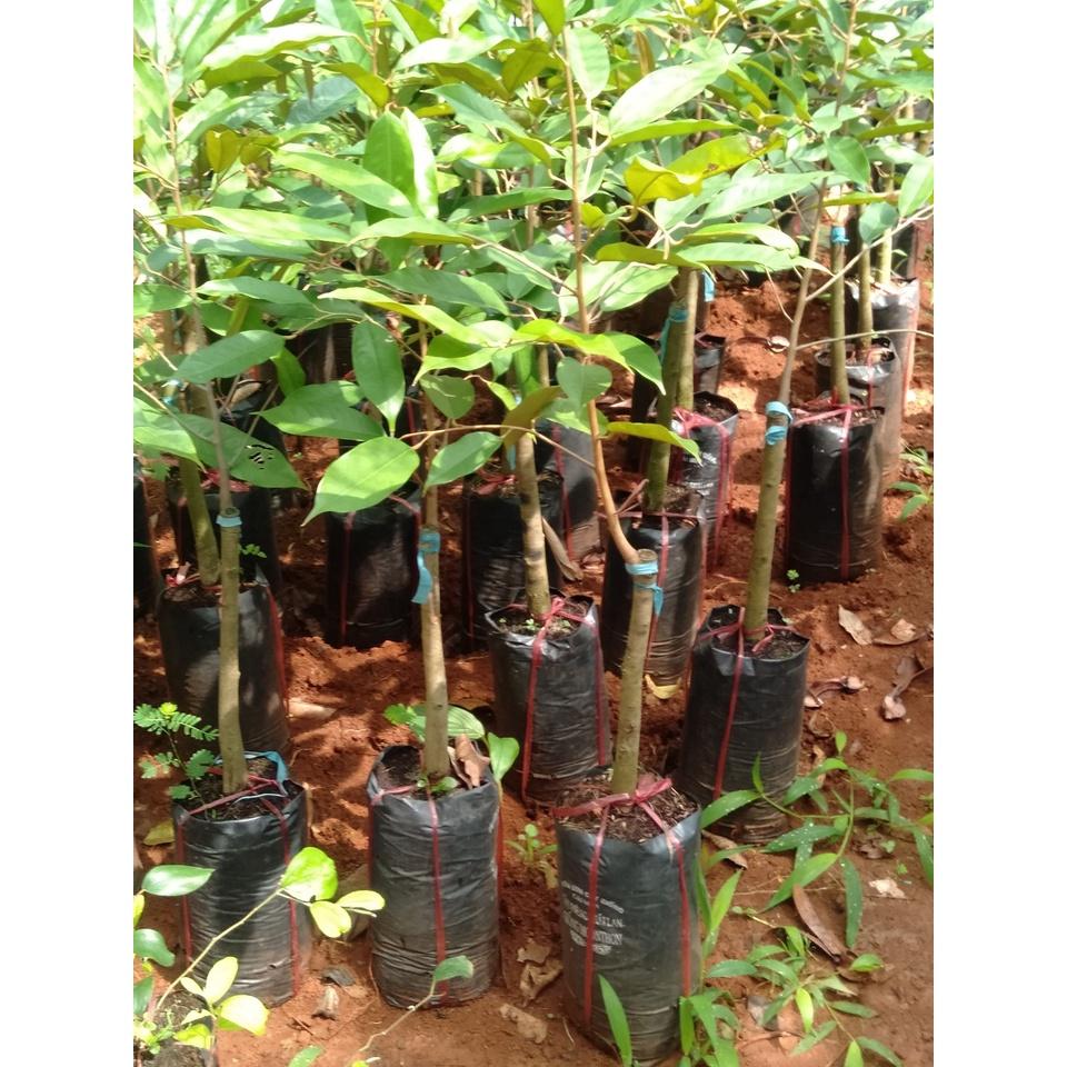 CÂY GIỐNG SẦU RIÊNG ÓC KHỈ