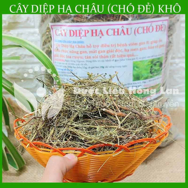 Cây Diệp Hạ Châu khô 500gram