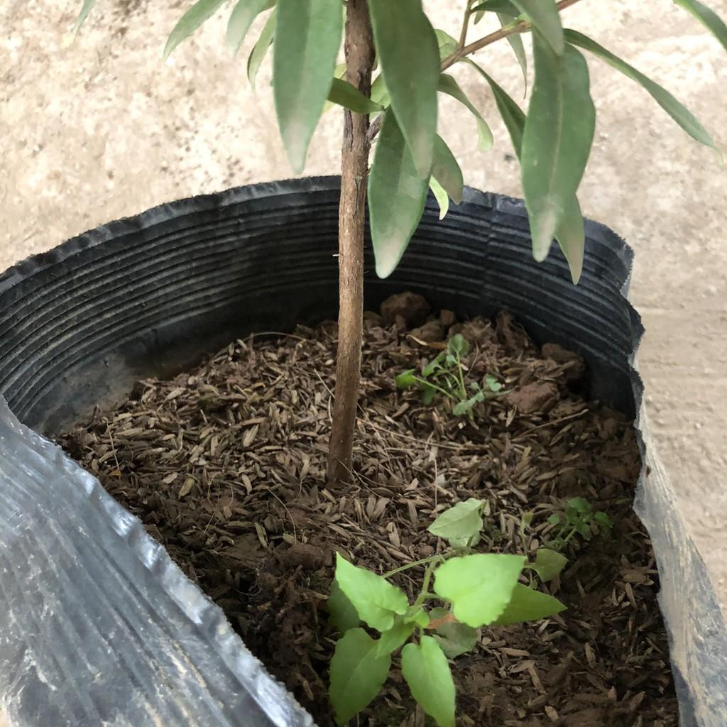 Cây hồng lộc, chiều cao 40-50cm tán sum suê lá non màu đỏ tươi dễ chăm sóc cắt tỉa, thích hợp trang trí cảnh quan