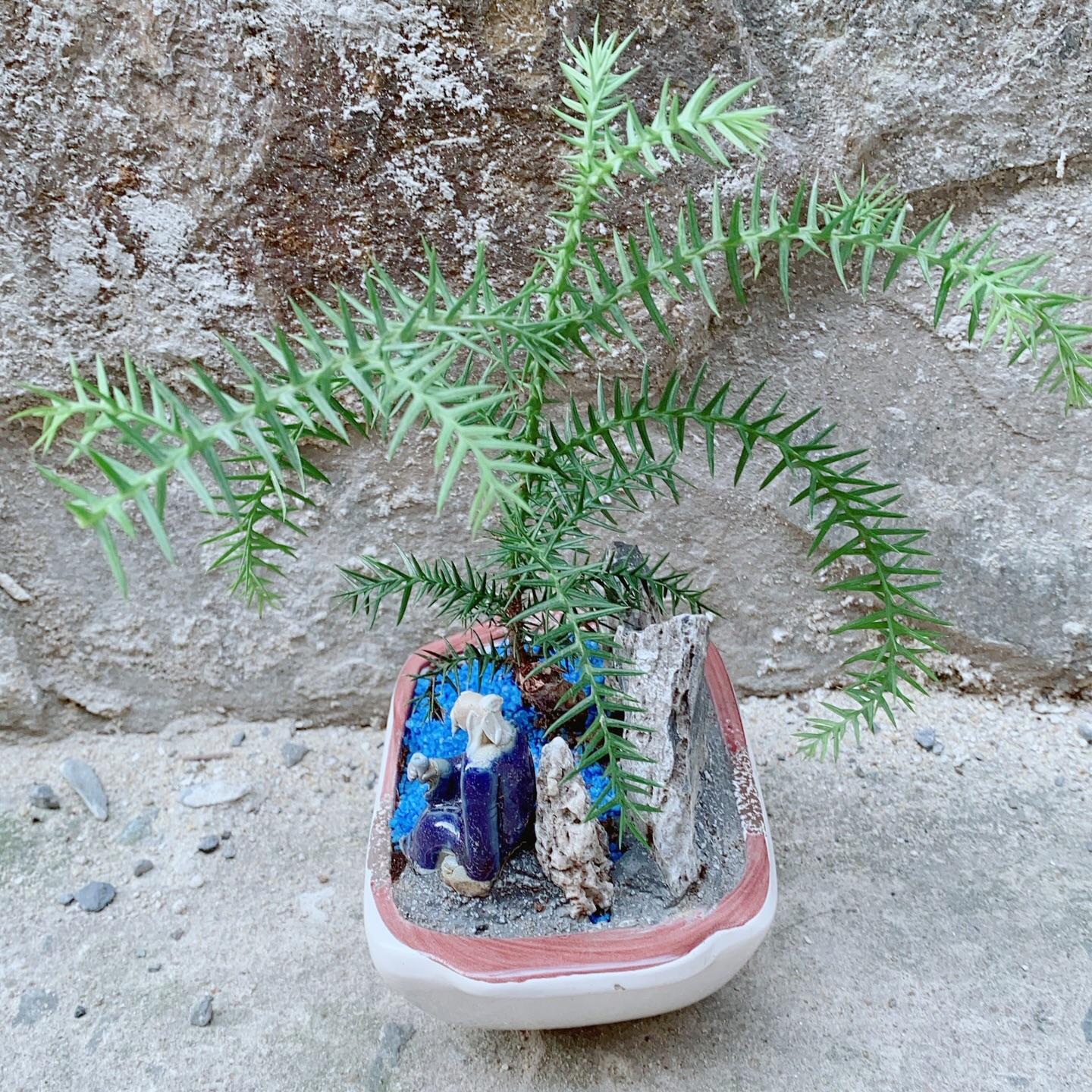 Chậu Tùng Bồng Lai