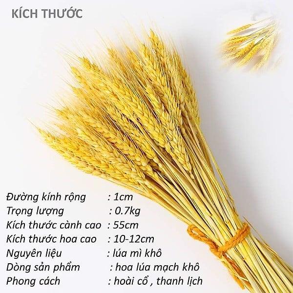 Bó 100 bông hoa lúa mạch vàng decor trang trí nhà cửa siêu đẹp. Sét 100 bông hoa lúa mạch