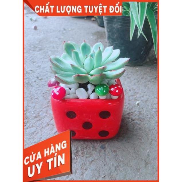 Chậu Sen Đá Viền Hồng