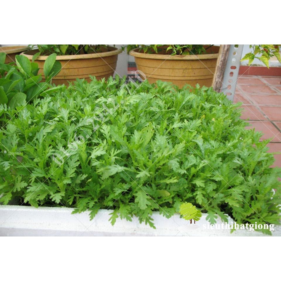 Gói 20g Hạt giống rau cải cúc nếp cao sản, kháng sâu bệnh, nảy mầm đồng đều - Anh nông dân chính hiệu