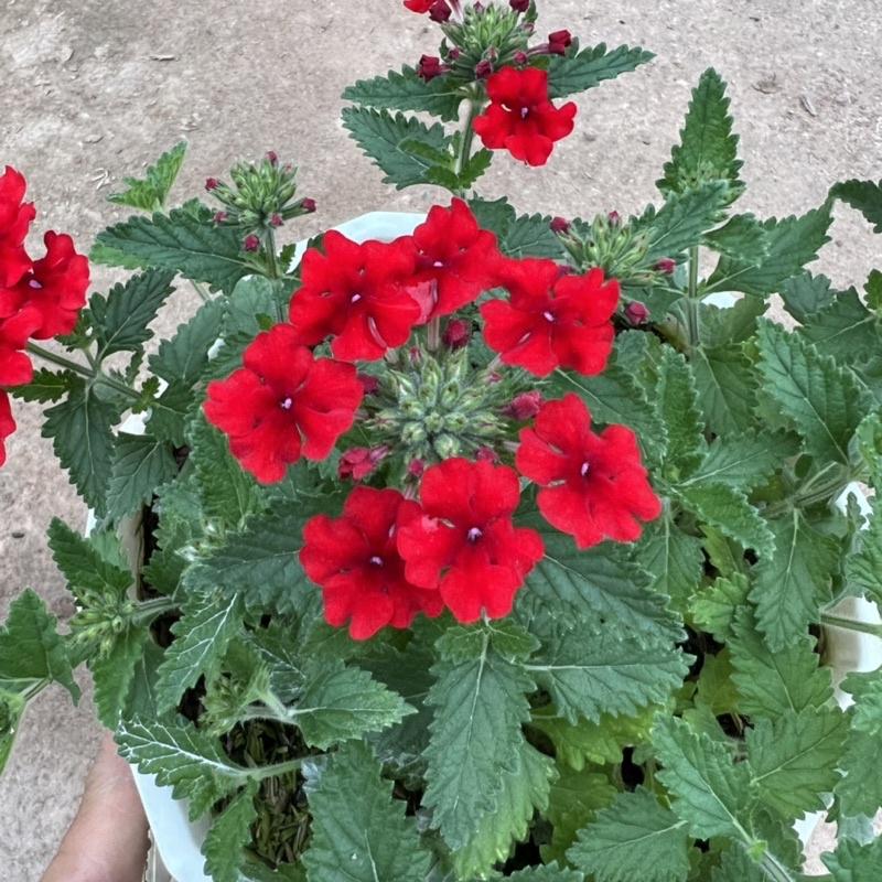 Chậu hoa cúc indo treo dài rủ 15-20cm, cúc nữ hoàng nở rực rỡ đẹp mắt, treo trang trí ban công, sân vườn