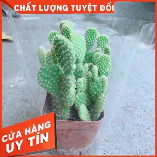 Xương Rồng Tai Thỏ