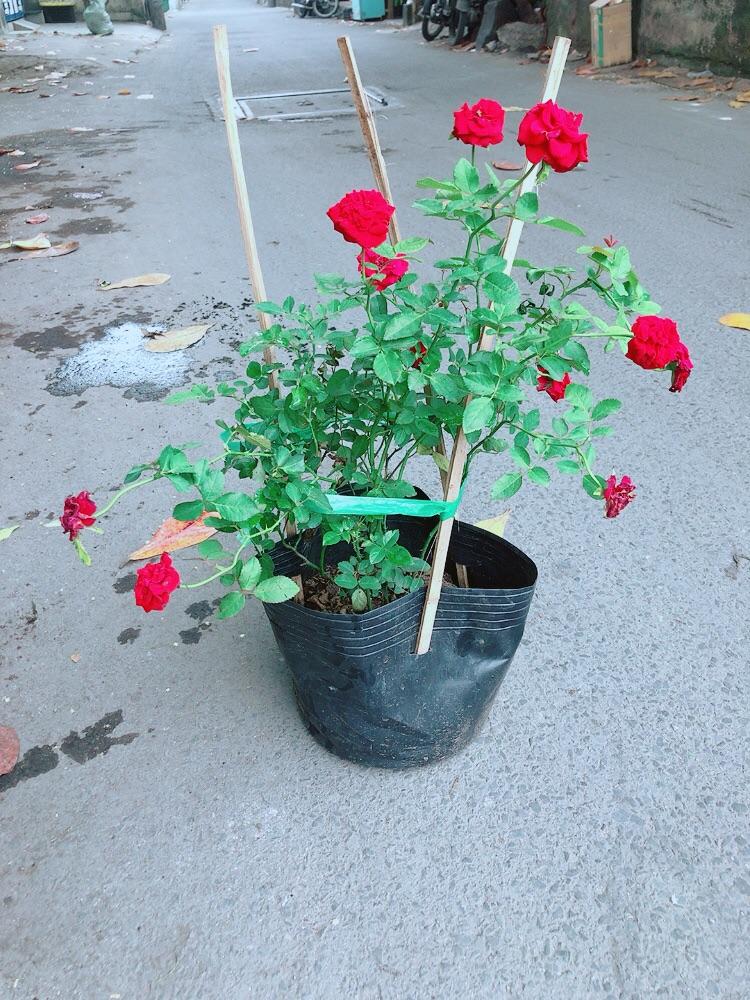 Bụi Hoa Hồng Siêu Nụ