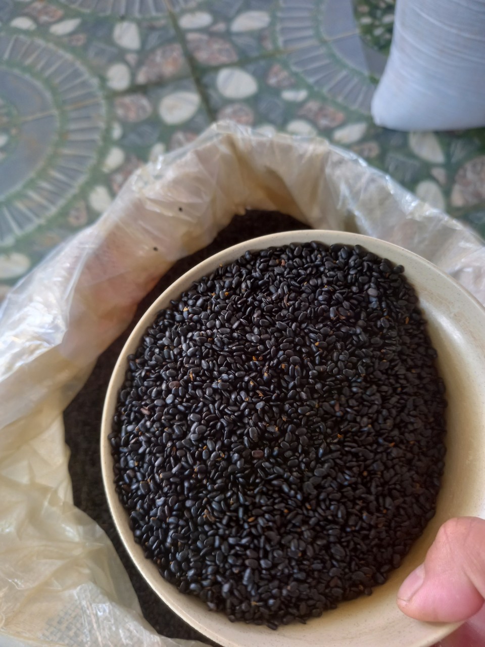 Hạt giống keo tai tượng trồng rừng - gói 100 gram