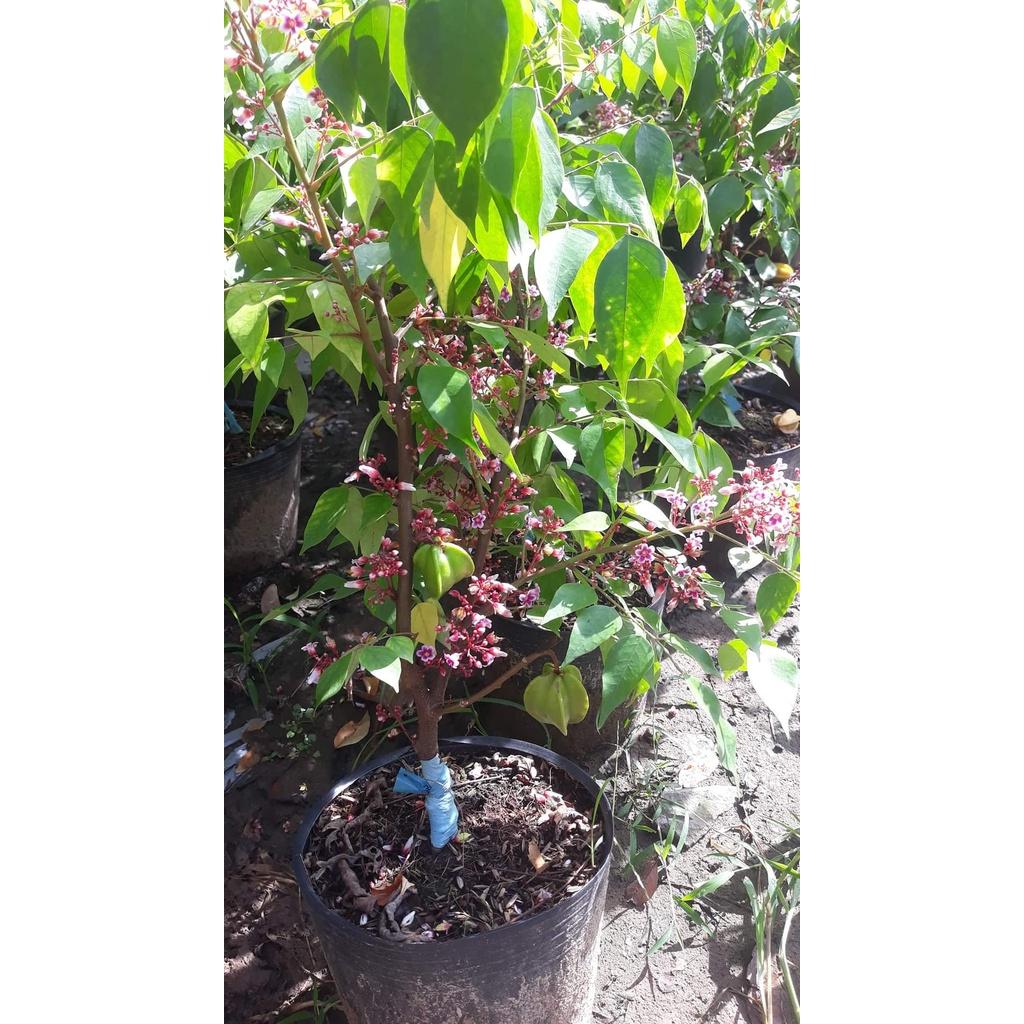 Cây giống khế ngọt