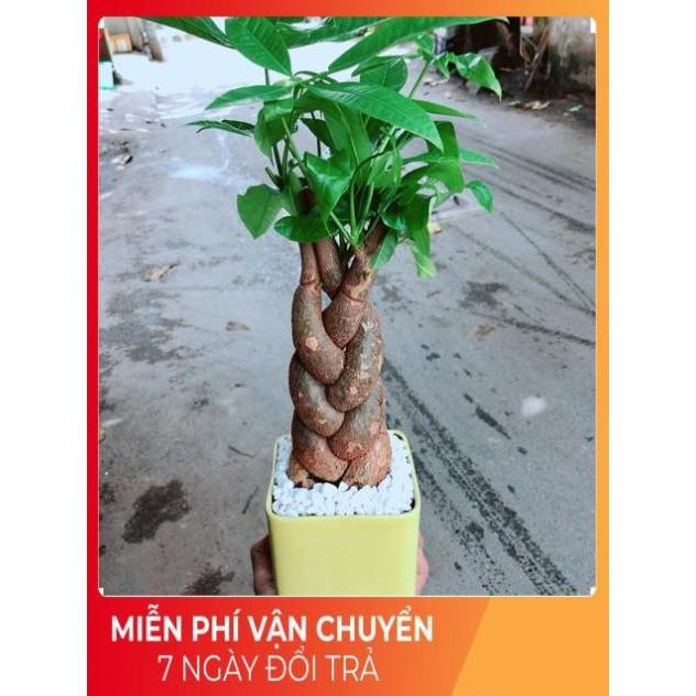 Chậu Kim Ngân 3 Thân Bính