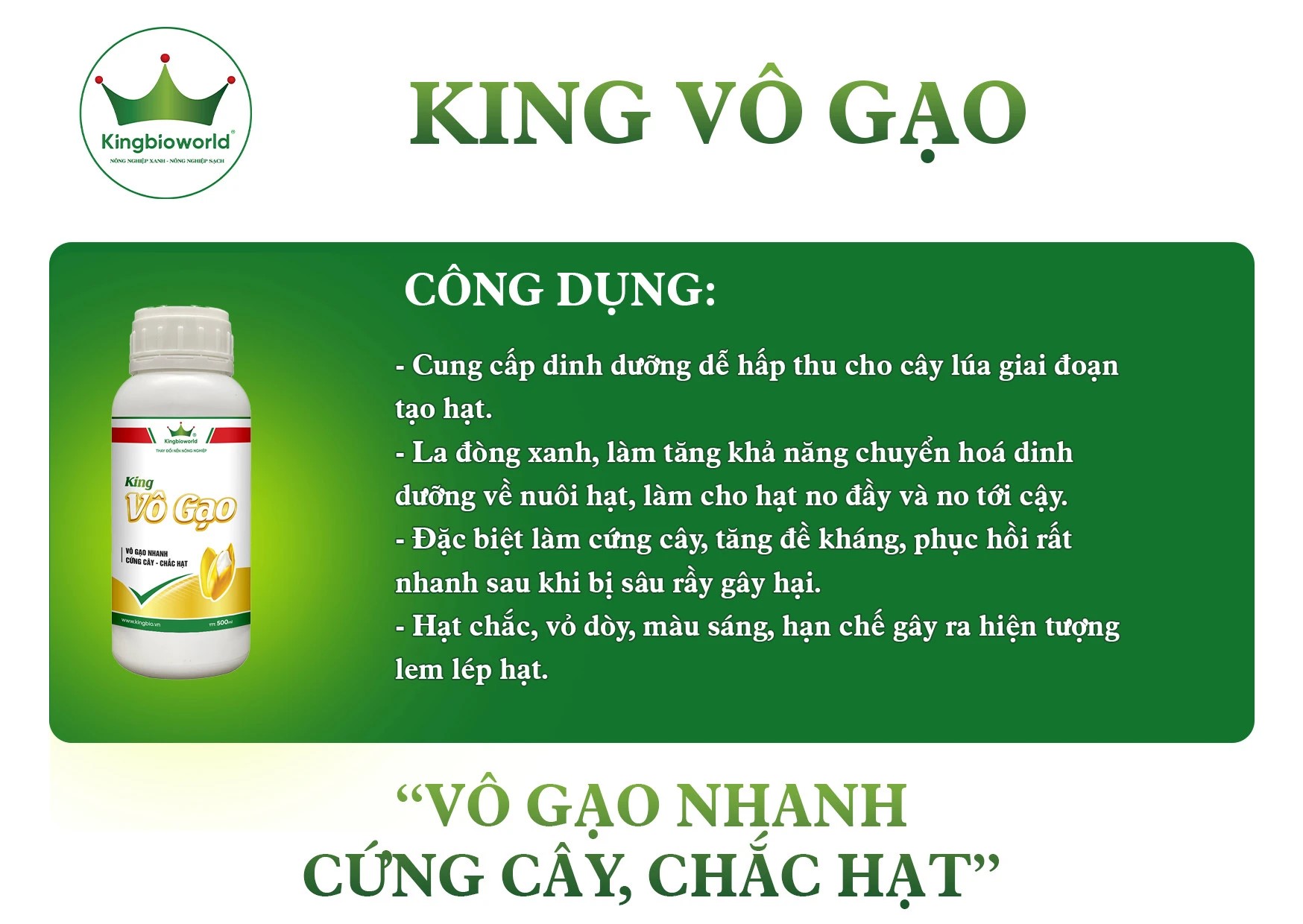 King vô gạo - vô gạo nhanh, cứng cây chắc hạt vỏ dầy màu sáng