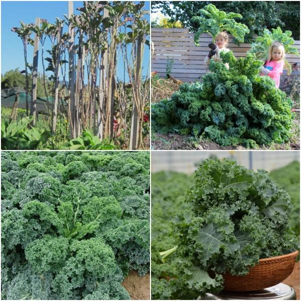 Cải xoăn kale xanh Mỹ cây to đại 6 tháng tuổi