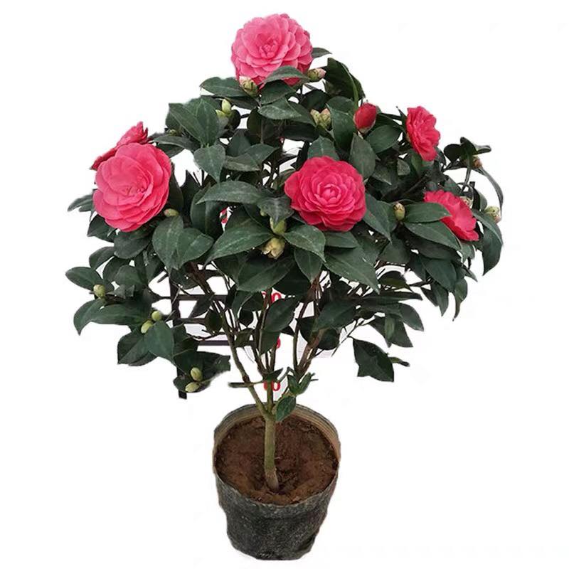 03 Gói Hạt Giống Hoa Trà Mi - Nảy Mầm Cực Chuẩn