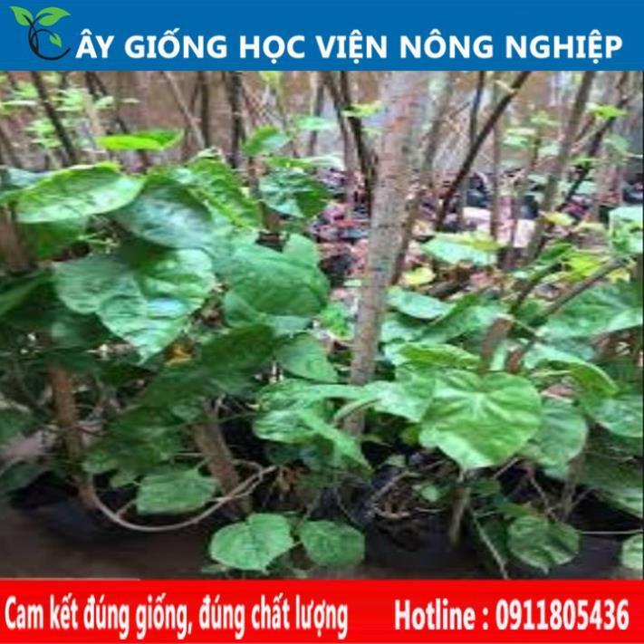 Sản phẩm Cây Ăn Trái giống cây thiên lý siêu hoa năng suất cao