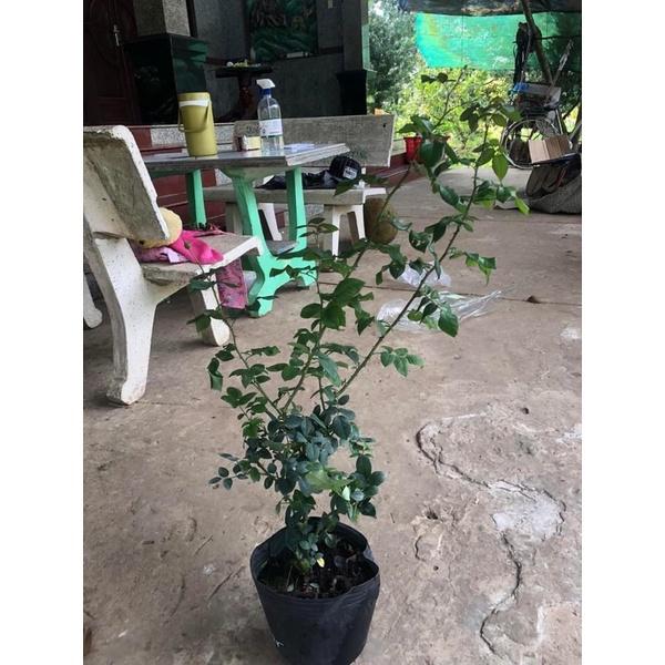 Hoa hồng ngoại Autunm Rouge Rose - hồng bụi, hoa thơm