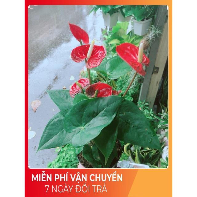 Cây Hồng Môn