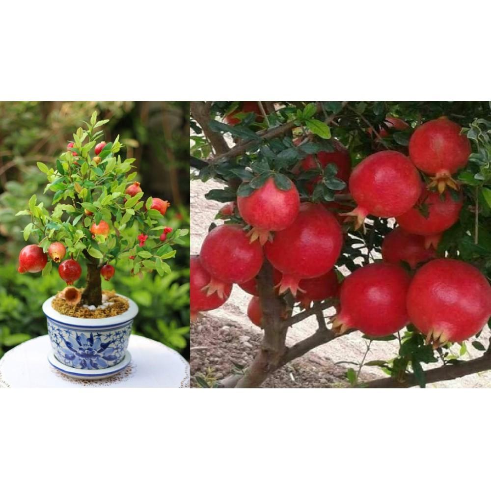 CÂY GIỐNG LỰU ĐỎ ẤN ĐỘ SIÊU QUẢ, DÒNG QUẢ SỚM