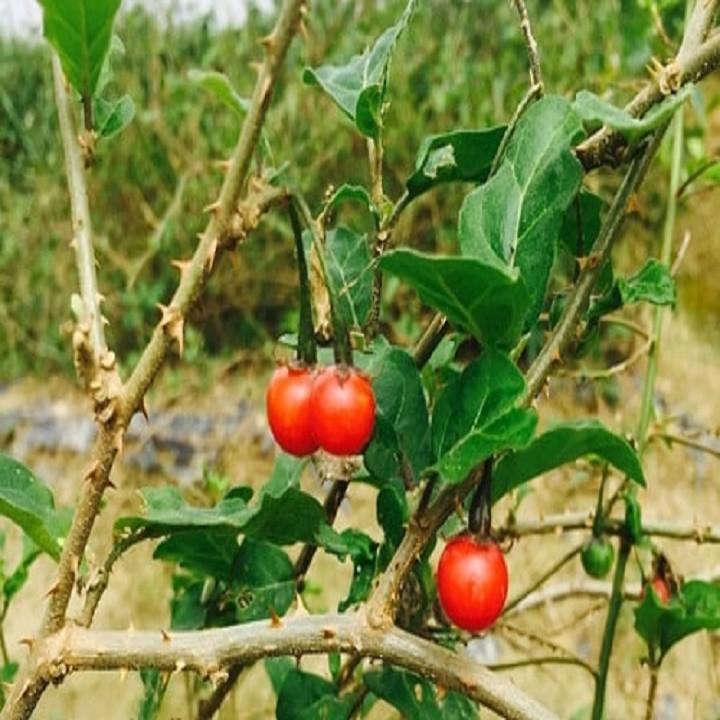 CÂY GIỐNG CÀ GAI LEO