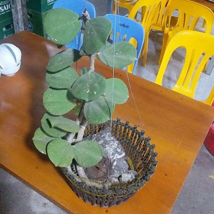 Phong lan Cầm Cù lá tim