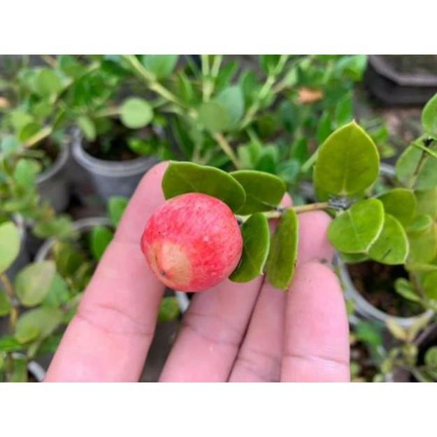 Cây siro giống Đài Loan