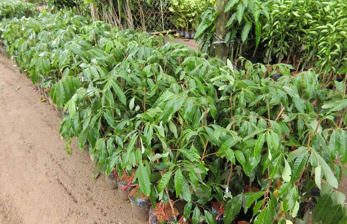 Cây NHÃN LỒNG MUỘN HƯNG YÊN ghép, cây giống chuẩn chuẩn giống cam kết chất lượng