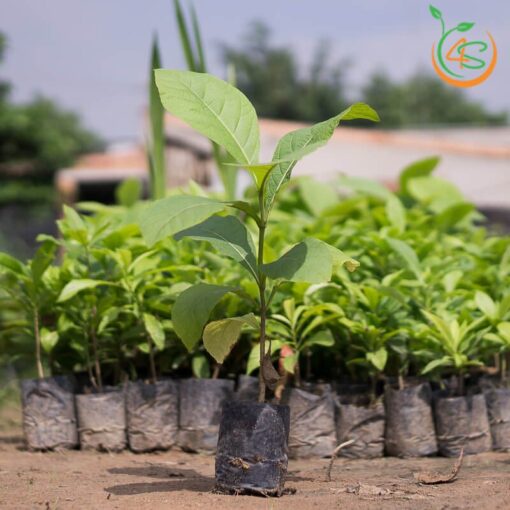 Cây giống Giá Tỵ