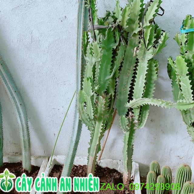 Xương Rồng Lớn