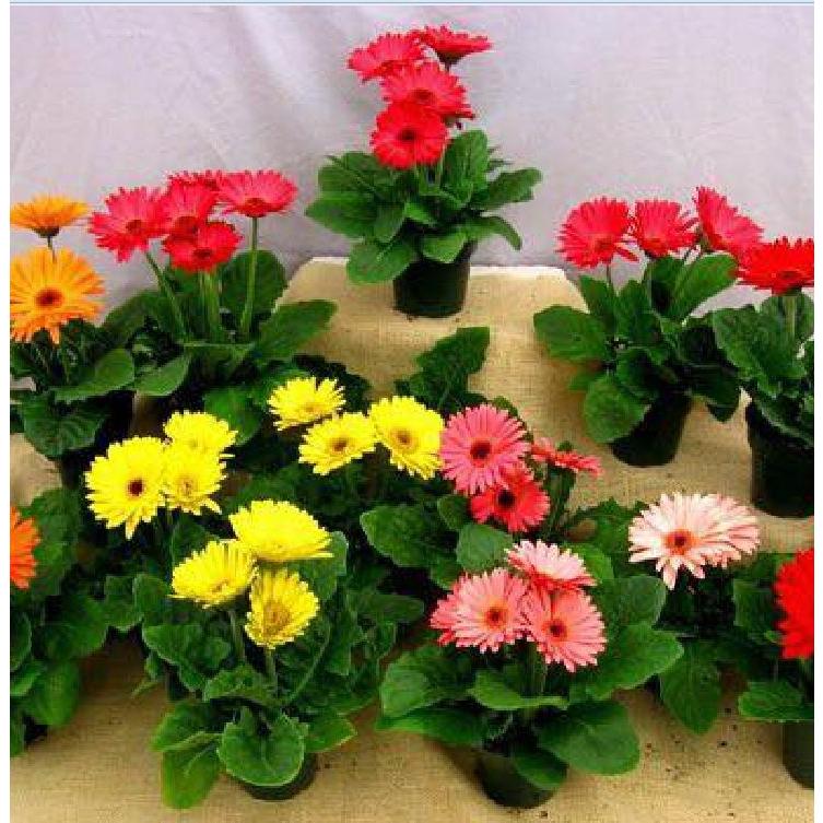 Hạt giống hoa đồng tiền mix màu-gói 15 hạt-tặng kèm gói phân bón lót