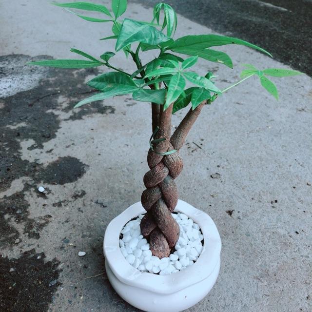 Chậu Kim Ngân 3 Thân Thắt Bính