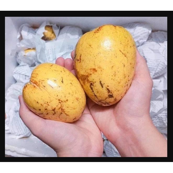 Hạt Giống Bình Bát Cây - Bình Bát Vàng KNS3718 - 1 gói 10 hạt
