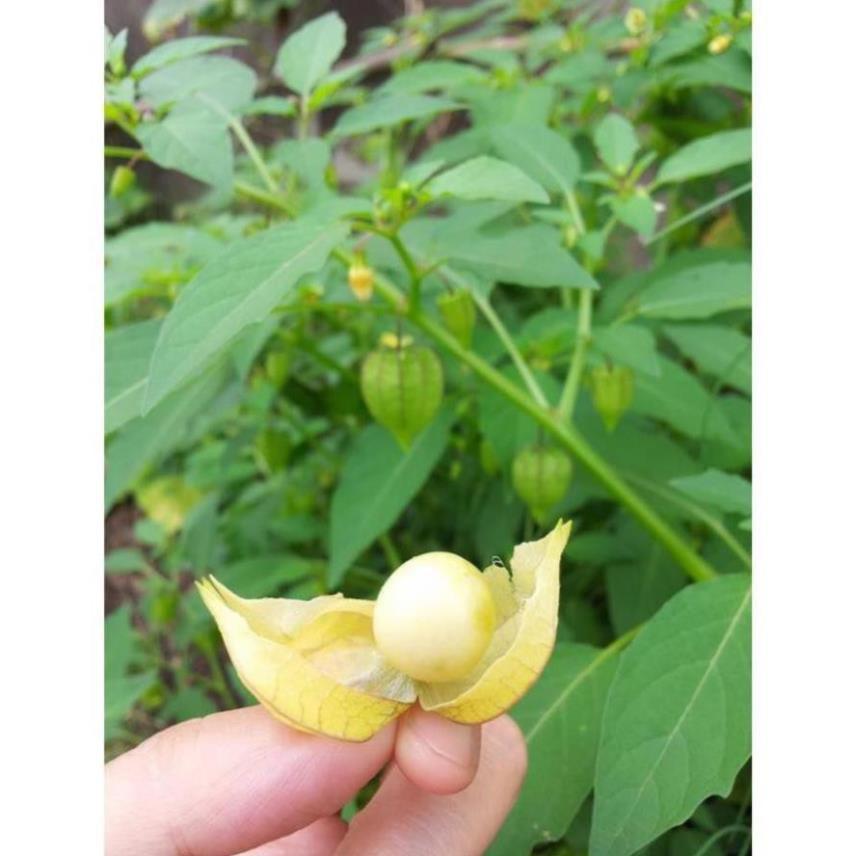 CHUẨN - 20 hạt giống Thù Lù, Tầm Bóp, Cà chua Lồng đèn