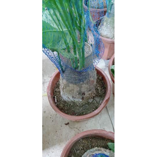 Kim Ngân Gốc 12-14cm