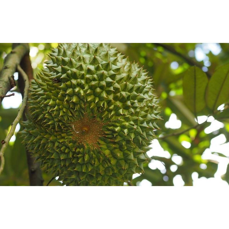CÂY Giống sầu riêng Black Thorn GỐC NHỚT GHÉP. .(