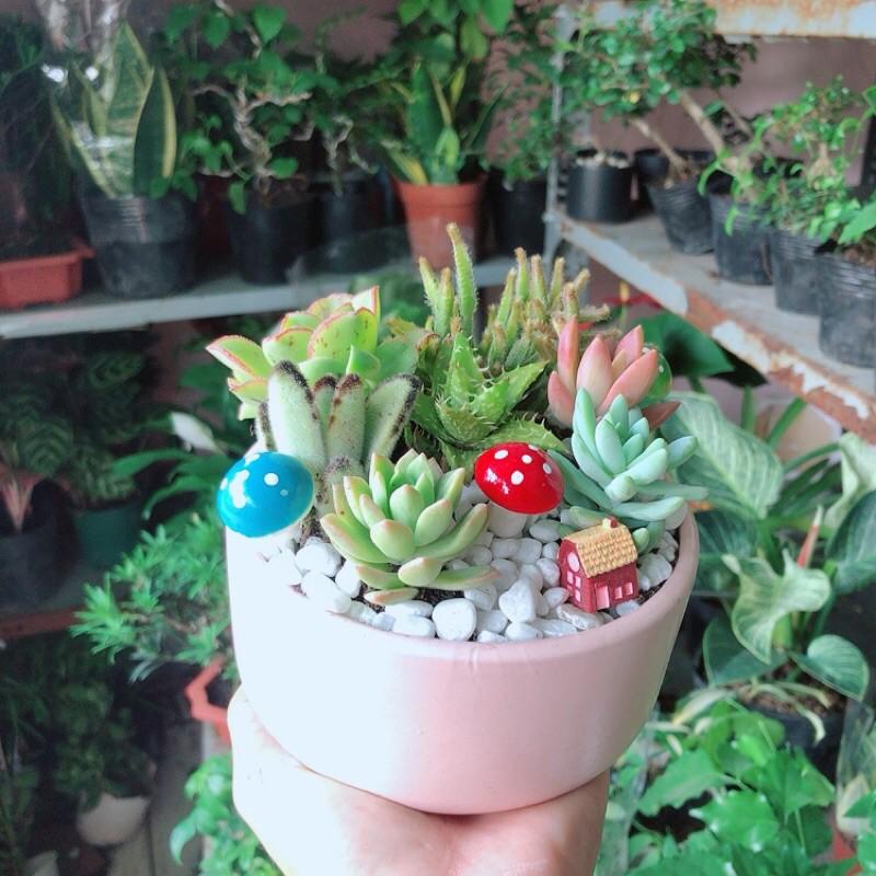 Chậu Sen Đá Tiểu Cảnh