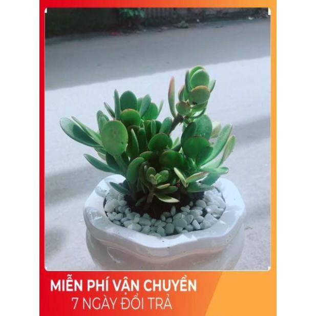 Chậu Cây Ngọc Bích