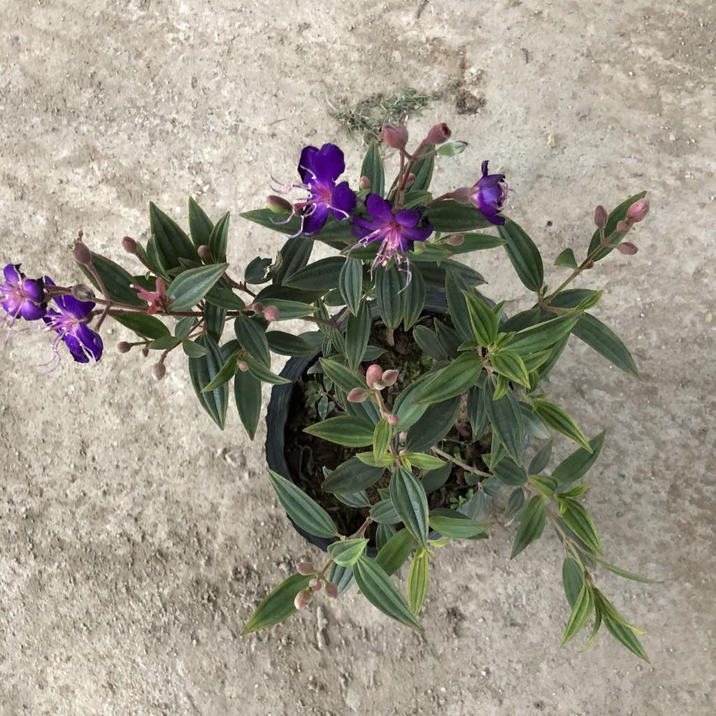 Cây sim tím, chiều cao 20-25cm cây có sẵn nụ sum suê tán cực đẹp, thích hợp làm cây tiểu cảnh bonsai trang trí cảnh quan