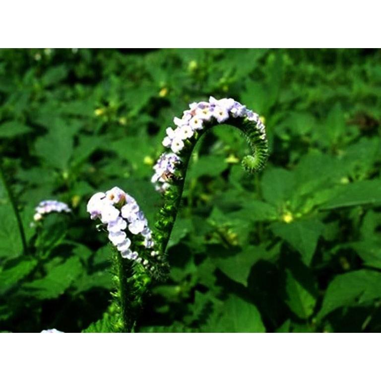 Cây vòi voi - bầu 1 cây lớn