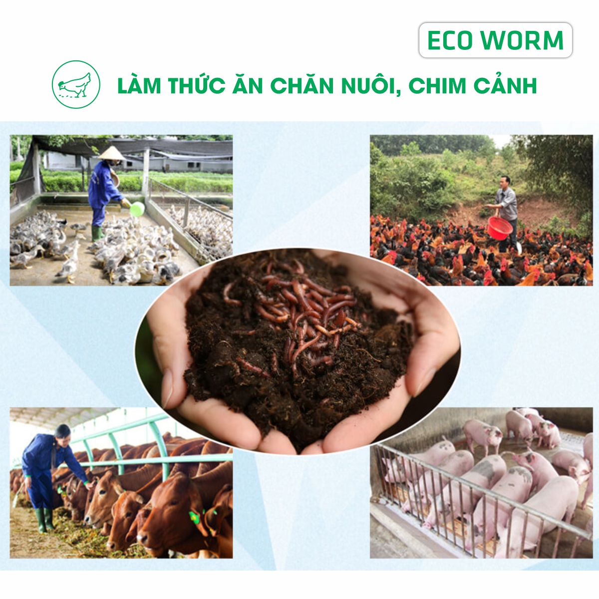 GIUN TRÙN QUẾ GIỐNG Eisenia Fetida : cao cấp, chuyên xử lý rác thải hữu cơ, mồi câu, thức ăn cho cá & gia súc...