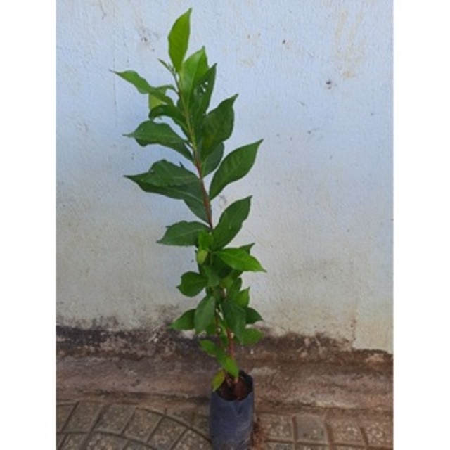 Cây sắn thuyền ươm hạt cao khoảng 50cm