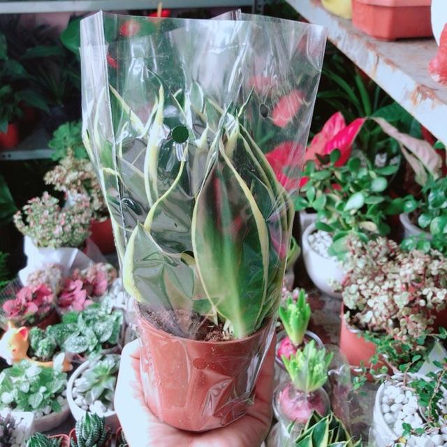 Lưỡi Hổ Thái Xanh Thái