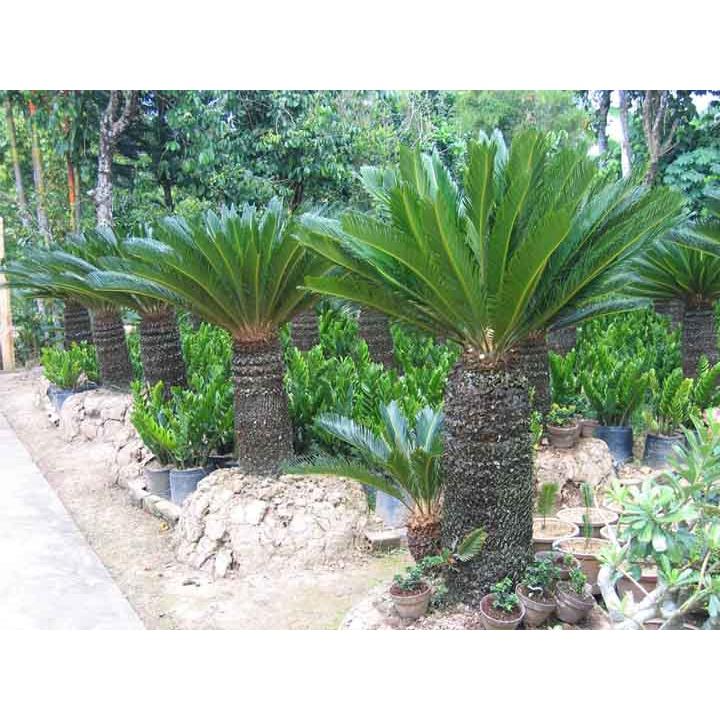 Cây Vạn Tuế nhỏ