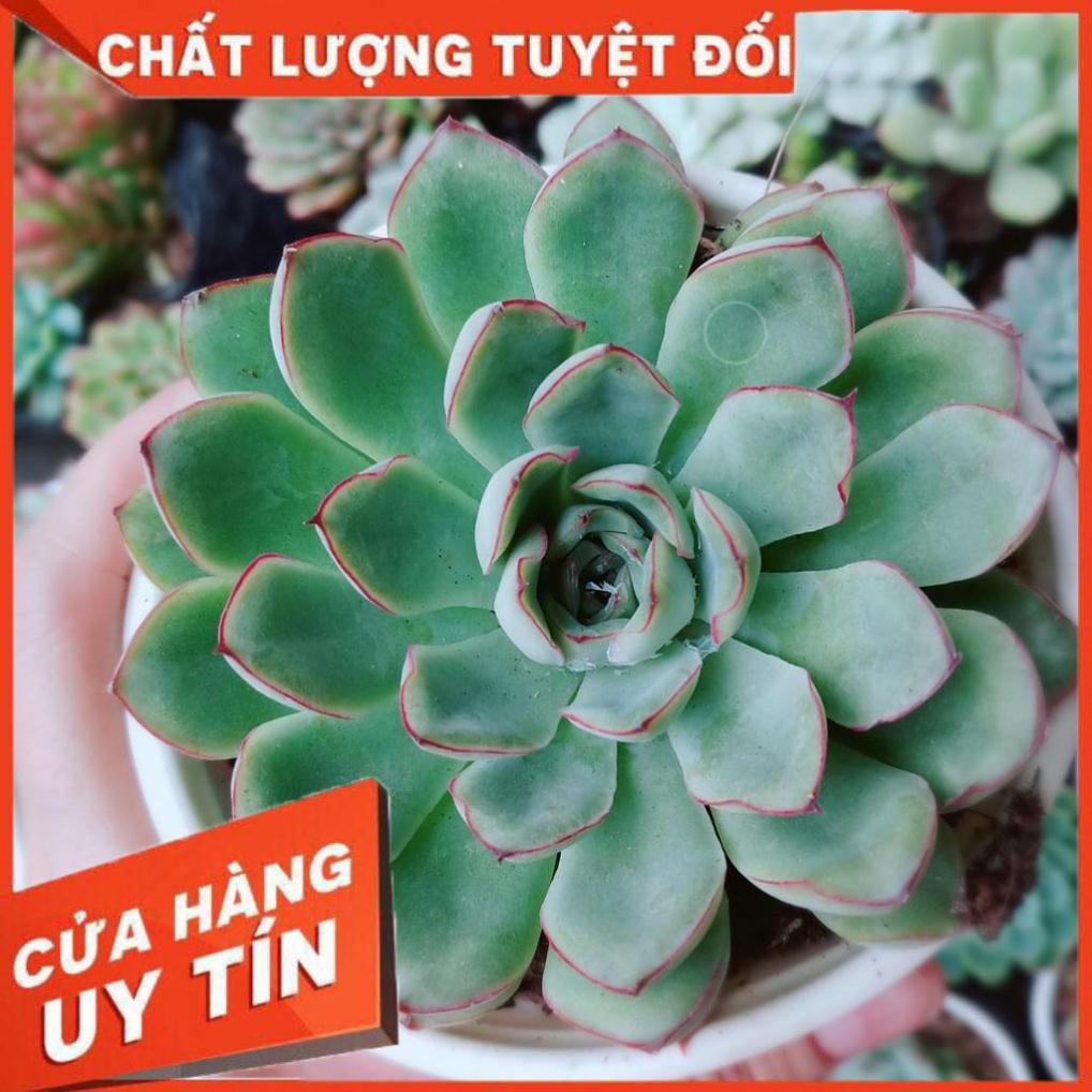 Combo 2 cây sen đá Nhiều Người Mua