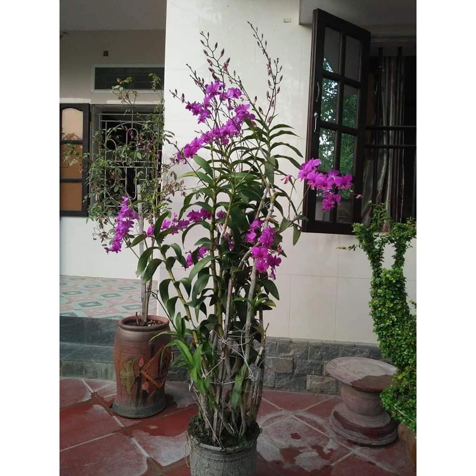 Đầu trâu Spray 2 kích thích ra hoa - 500ml