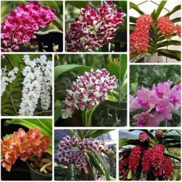 Đai châu chuẩn bị hoa đủ màu