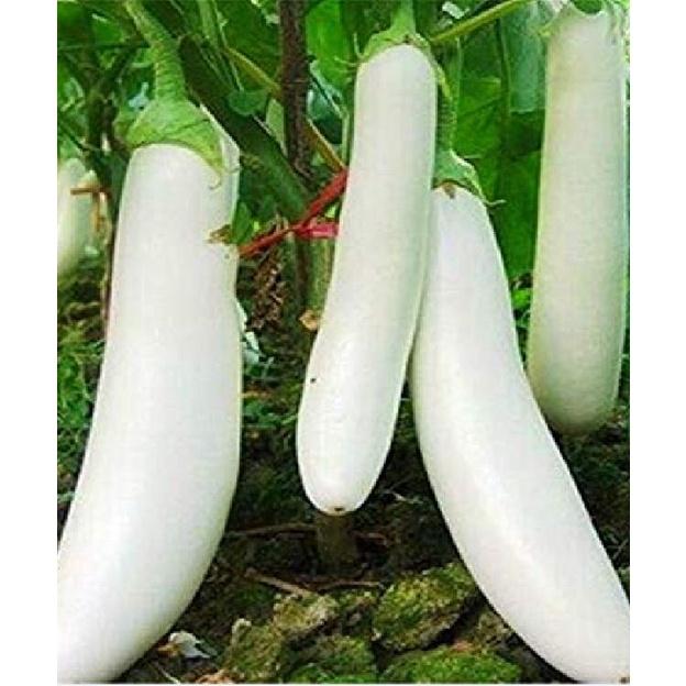 Hạt giống cà trắng lai F1 KNS340 - Gói 0.2gram