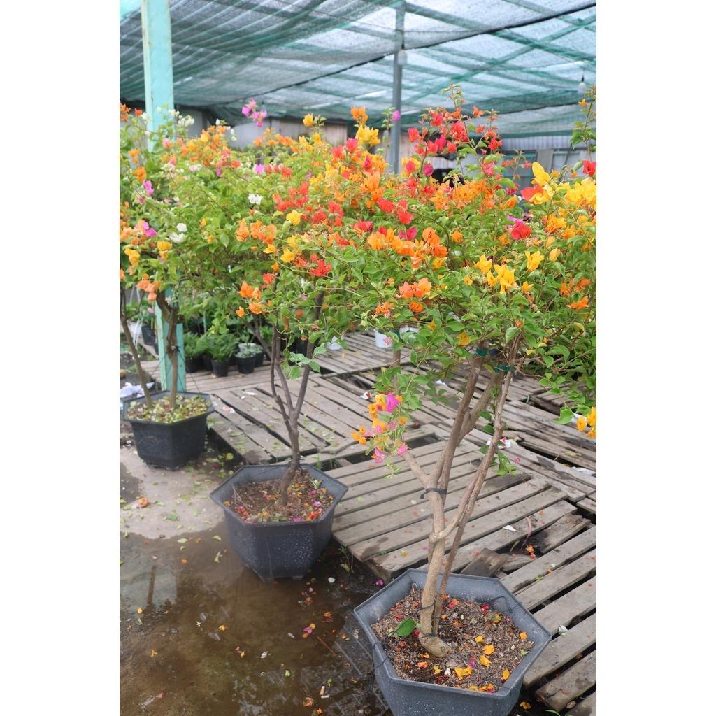 Chậu hoa giấy ngũ sắc cao 150 - 170 cm chỉ giao tại TP.HCM