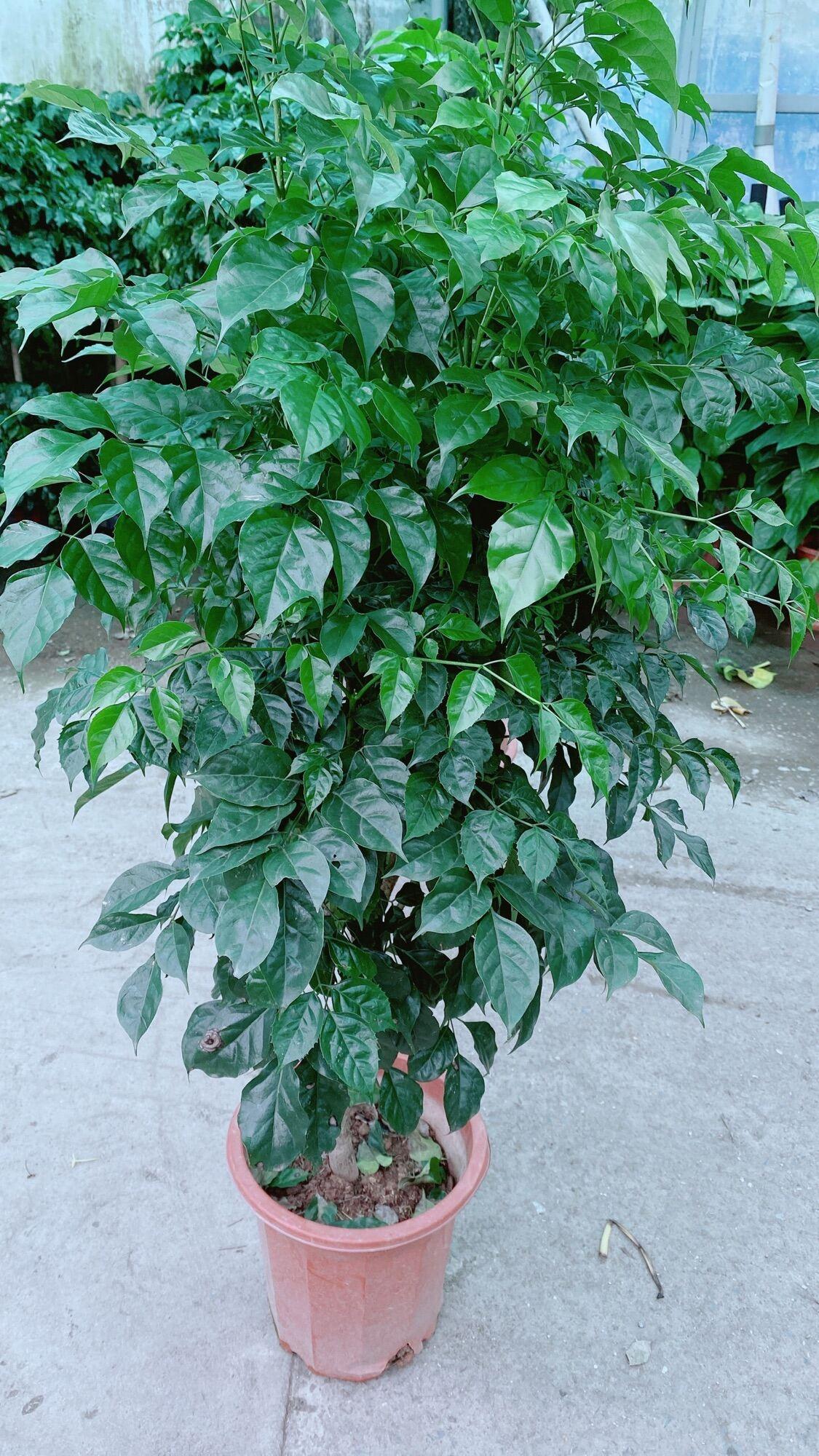 Cây Hạnh Phúc Lớn